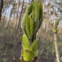 コシアブラ,タカノツメ,山菜,食べる葉の画像
