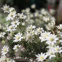 フランネルフラワー,花のある暮らし,花が好き,小花大好き,小さな庭の画像