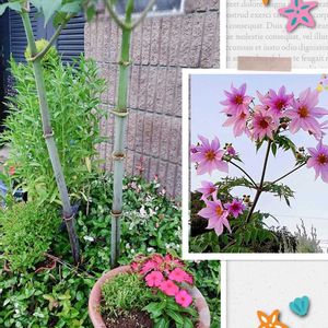 皇帝ダリア,皇帝ダリア　下葉うち,皇帝ダリア　下葉打ち,花のある暮らし,育てる喜びの画像