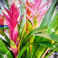 アジサイ,グズマニア,ナンテン,紫陽花,南天の画像
