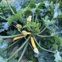 ズッキーニ,父の野菜の画像