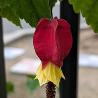 アブチロン,アブチロン　チロリアンランプ,地植の画像
