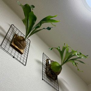 ビカクシダ アルシコルネ,ビカクシダ アルシコルネ マダガスカル,成長記録,着生植物,熱帯植物の画像