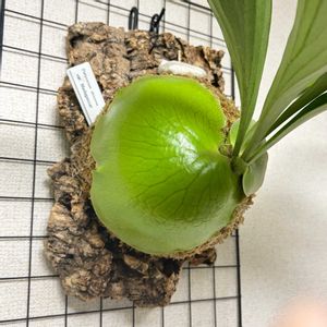 ビカクシダ アルシコルネ マダガスカル,成長記録,着生植物,緑のある暮らし,ジャングル化計画の画像