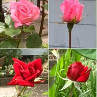 サボテン,サボテン,バラ,バラ,ロベリアの画像