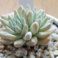 ダドレア グリーニー,多肉植物,多肉大好き,ダドレア,多肉中毒の画像