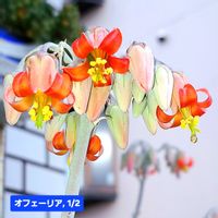 福娘,オフェーリア,コチレドン属,植物男子ベランダー,オフェーリア　コチレドンの画像