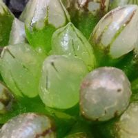 ハオルチア属,多肉ちゃん,ボタニカルライフ,新葉,植物のある暮らしの画像