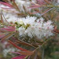 エリカ,癒される,感謝,花のある暮らし,しあわせの画像