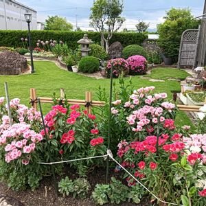 芝生,可愛い,癒される,花のある暮らし,綺麗の画像