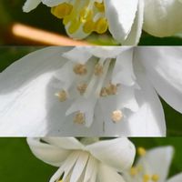 ウツギ,ウツギ,ヒメウツギ,ヒメウツギ,マルバウツギの画像