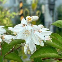 イボタノキ,シャリンバイ,トベラ,ムラサキシキブ,ヒメウツギの画像