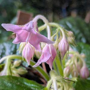 山野草,スマホ撮影,棚の画像
