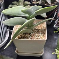 神刀,多肉植物,植え替え,クラッスラ属の画像