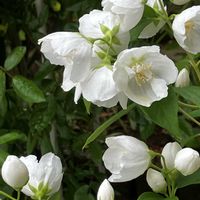 バイカウツギ,フランネルフラワー,種まきっ子,今日のお花,花友さんに感謝♡の画像