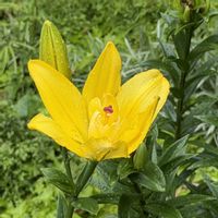フリージア,ユリ,百合,ゆり,狭い花壇の画像