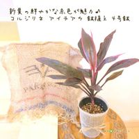 コルジリネ,アイチアカ,アイチアカ,コルジリネ アイチアカ,コルジリネ アイチアカの画像