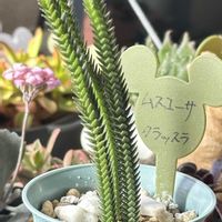 黒兎耳,黒兎耳,カランコエ プミラ,ムスコーサ,ムスコーサの画像