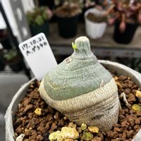 アデニア・グラウカの画像