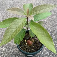 アボカド,ミニトマト　オレンジアイコ,サカタのタネの画像