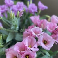 トルコキキョウ,季節の花,おうち園芸,ベランダの画像