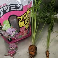 人参,きょうちくとう,わが家にあったレモンユーカリとにてる！触るとレモンのかおりしませんか？の画像