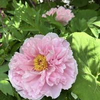 ボタン,北海道,花っていいね,庭の画像