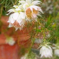 セルリア,セルリア,セルリアブラッシングブライド,花のある暮らしの画像