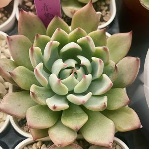 ミックスベリア　赤鬼,多肉植物,エケベリア属,多肉中毒,タニラーの画像