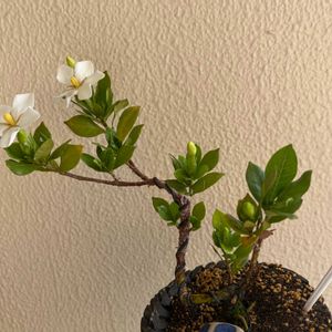 クチナシ,一寸法師,自作鉢,ミニ盆栽,陶芸の画像