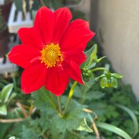 アマリリス,アマリリス,ダリア,ダリア,タチアオイの画像