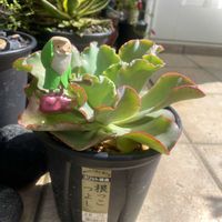 オモト,オモト,高砂の翁,スイカぺぺ,万年青のお花の画像