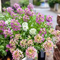 アリッサム,可愛い,花のある暮らし,植物と暮らす,キラキラ✨の画像
