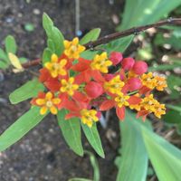 コムラサキ,アスチルベ　ピンク,花友さんから,トウワタの花,今朝の庭からの画像