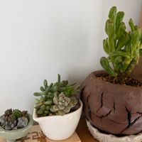 ゴーラム,謎の多肉植物,多肉植物,多肉植物寄せ植え,自作鉢の画像