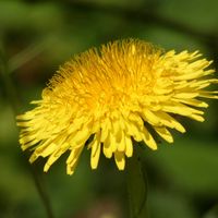 タンポポ,タンポポ,Juneの会,黄金色の金曜日,秘密の花園♡の画像