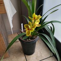 カランコエ,シンビジウム,サツキ,行きつけのお店,鉢物の画像