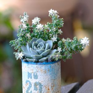 多肉植物,ベランダガーデニング,多肉植物のある暮らし,自作リメ缶,癒し…♡の画像