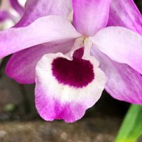 デンドロビウム,デンドロビウム,花のある暮らし,小さな庭の画像