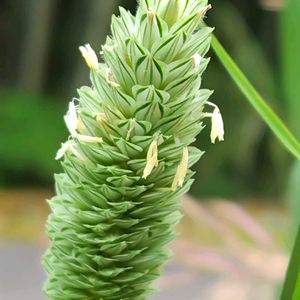 カナリークサヨシ,大好き,雑草,山野草,野草の画像