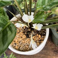 カラテア,観葉植物,鉢植え,ベランダの画像