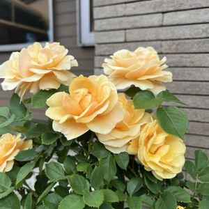 玄関,フェンスの画像