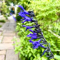 セージ,鮮やか ,カラフル,ハーブの花,青紫色の花の画像