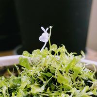 アップルミント,うさぎ苔,散歩,つぶやき,北海道の画像