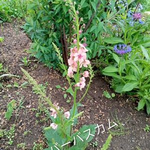 バーバスカム,花のある暮らし,切り花を楽しむ,#ガーデニングの画像