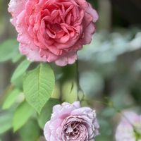 かぼちゃ,ノヴァーリス,ノヴァーリス,柏葉アジサイ,バラ リベルラの画像