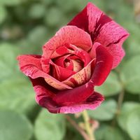 ジュリア,アメジストセージ,オッタヴィオ・ミッソーニ,花のある暮らし,私の庭の画像