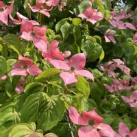 カルミア,ハナミズキ,菜の花,綺麗,笑顔になれる♪の画像