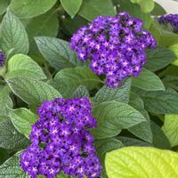 ヘリオトロープ,鉢植え,開花,紫の花,良い香りの画像
