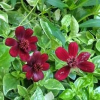 ニゲラ,紫陽花,チョコレートコスモス,サフィニア　ももいろハートの画像